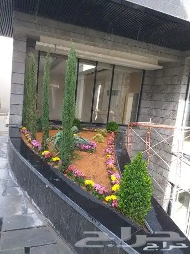 نخيل واشنطن ونخل عربي وتنسيق الحدائق 1