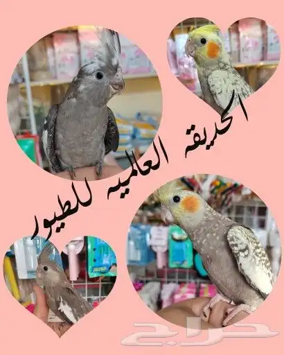 فروخ ببغاء كويكر. كنيور.. كروان...روز للهدد 5