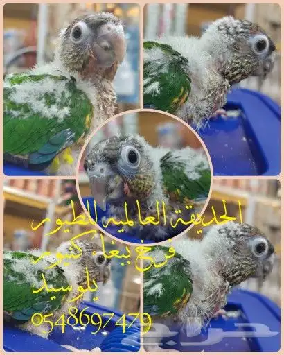 فروخ ببغاء كويكر. كنيور.. كروان...روز للهدد 1
