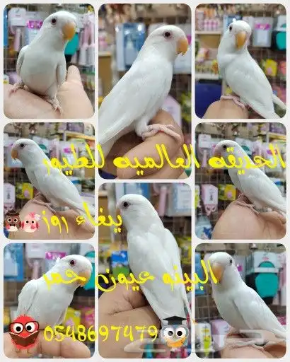 فروخ ببغاء كويكر. كنيور.. كروان...روز للهدد 2