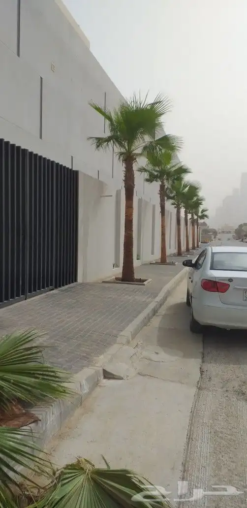 نخيل واشنطن ونخل عربي وتنسيق الحدائق 7