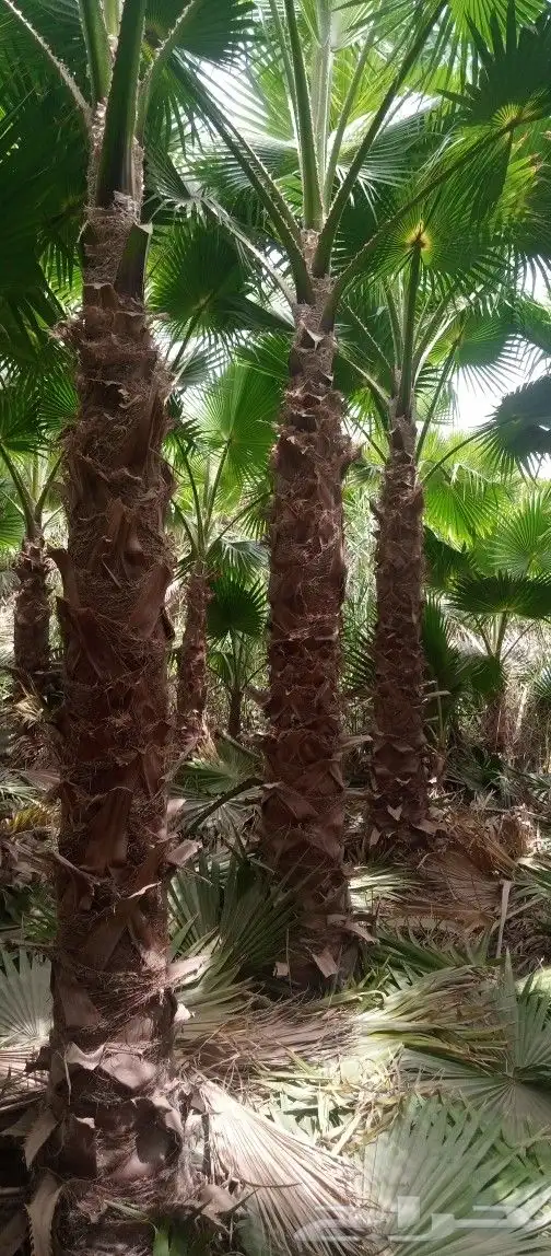 نخل واشنطونيا 2