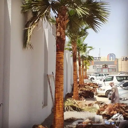 نخيل واشنطن ونخل عربي وتنسيق الحدائق 8