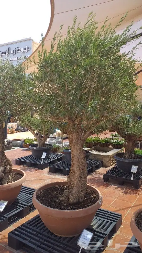 نخيل واشنطن ونخل عربي وتنسيق الحدائق 12