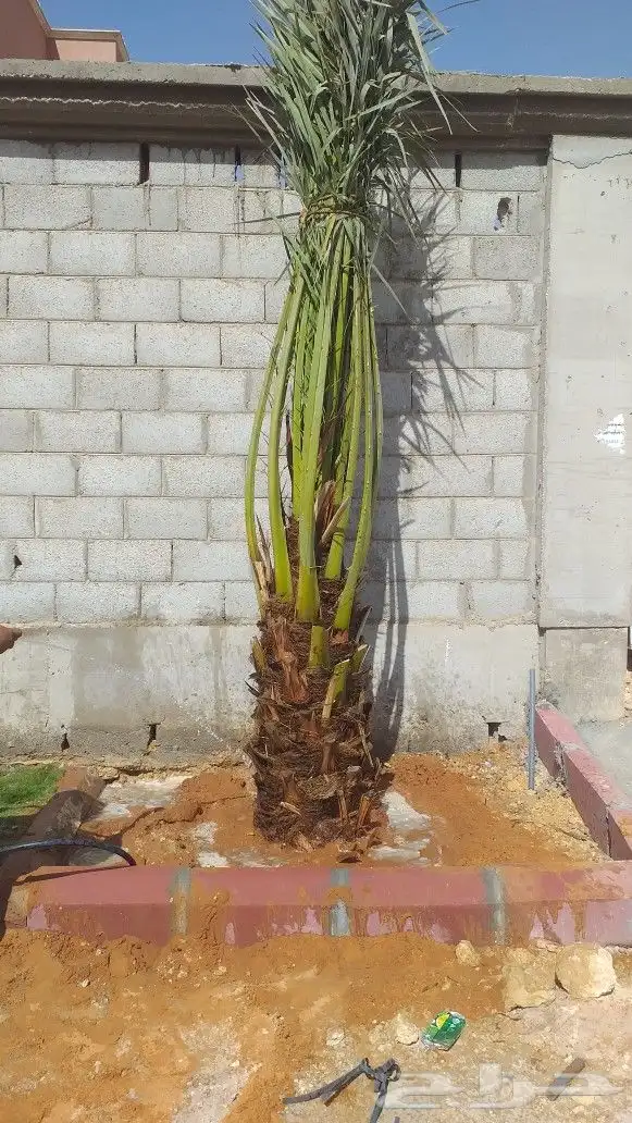 نخيل واشنطن ونخل عربي وتنسيق الحدائق 10