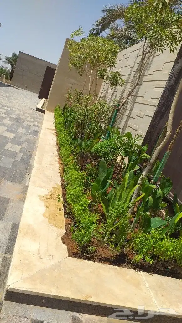 نخيل واشنطن ونخل عربي وتنسيق الحدائق 9