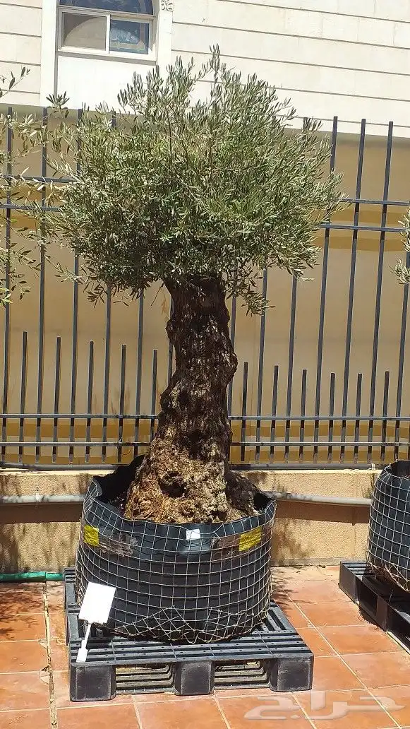 نخيل واشنطن ونخل عربي وتنسيق الحدائق 11