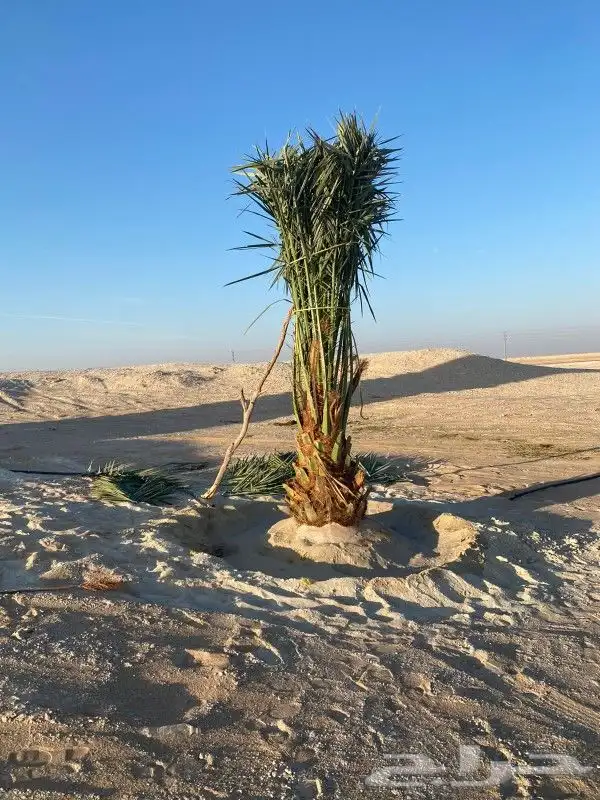 نخل واشنطونيا 12