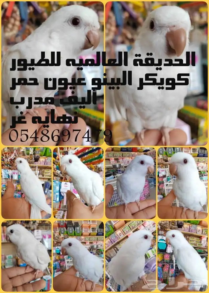 فروخ ببغاء كويكر. كنيور.. كروان...روز للهدد 0