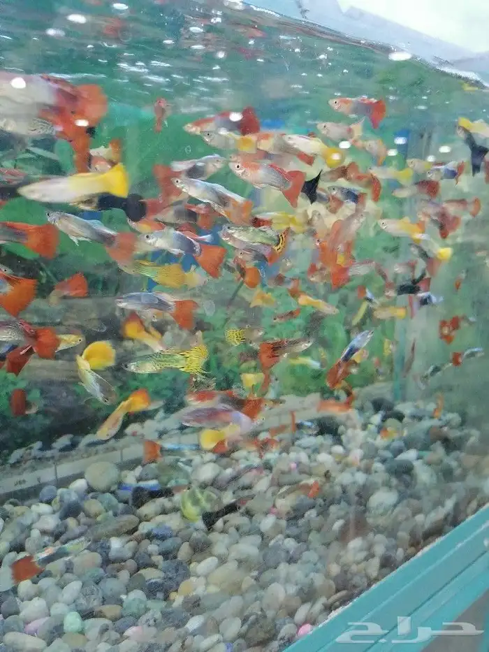 مستلزمات طيور وقطط واسماك 21