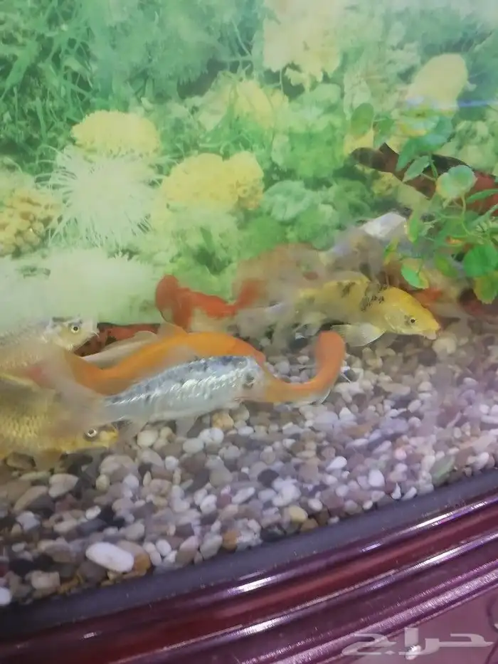 مستلزمات طيور وقطط واسماك 18