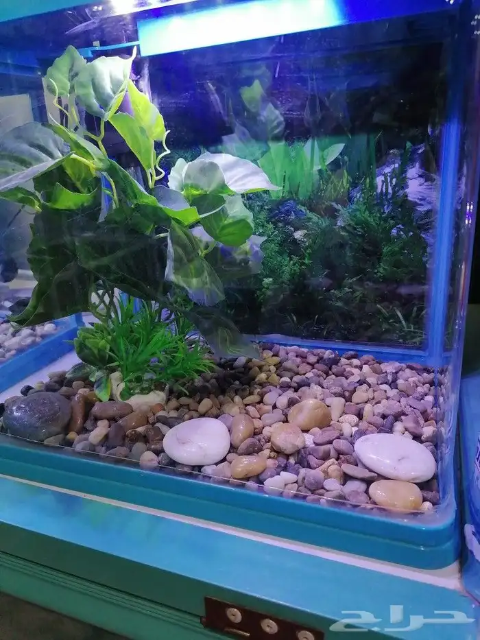 مستلزمات طيور وقطط واسماك 22