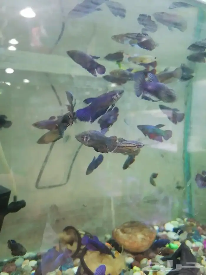 مستلزمات طيور وقطط واسماك 11