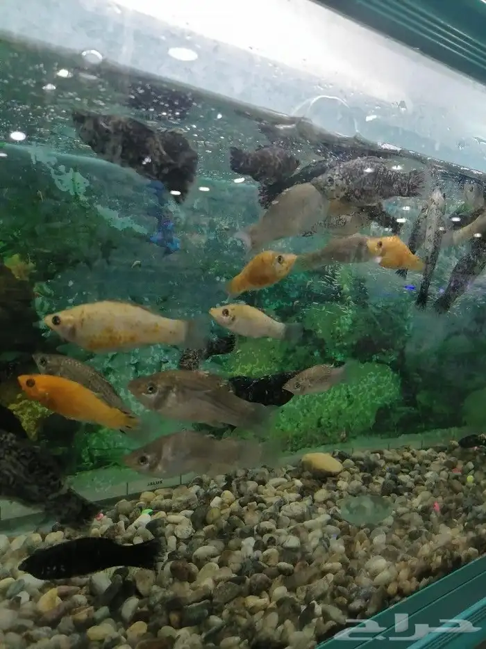 مستلزمات طيور وقطط واسماك 19