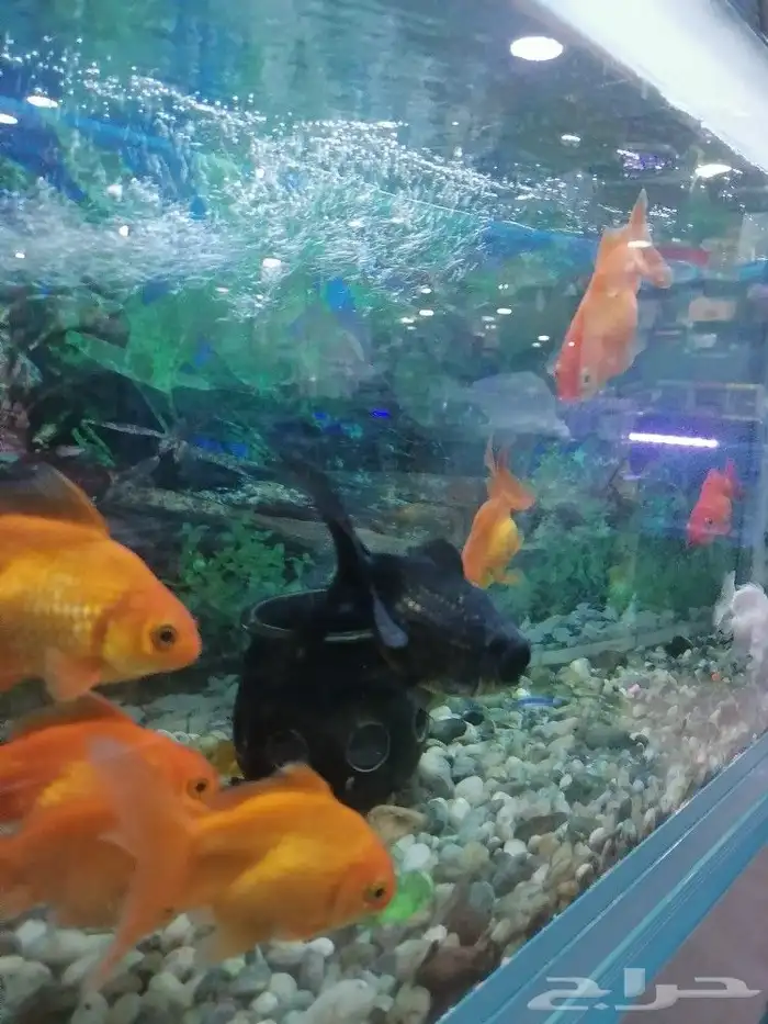 مستلزمات طيور وقطط واسماك 17