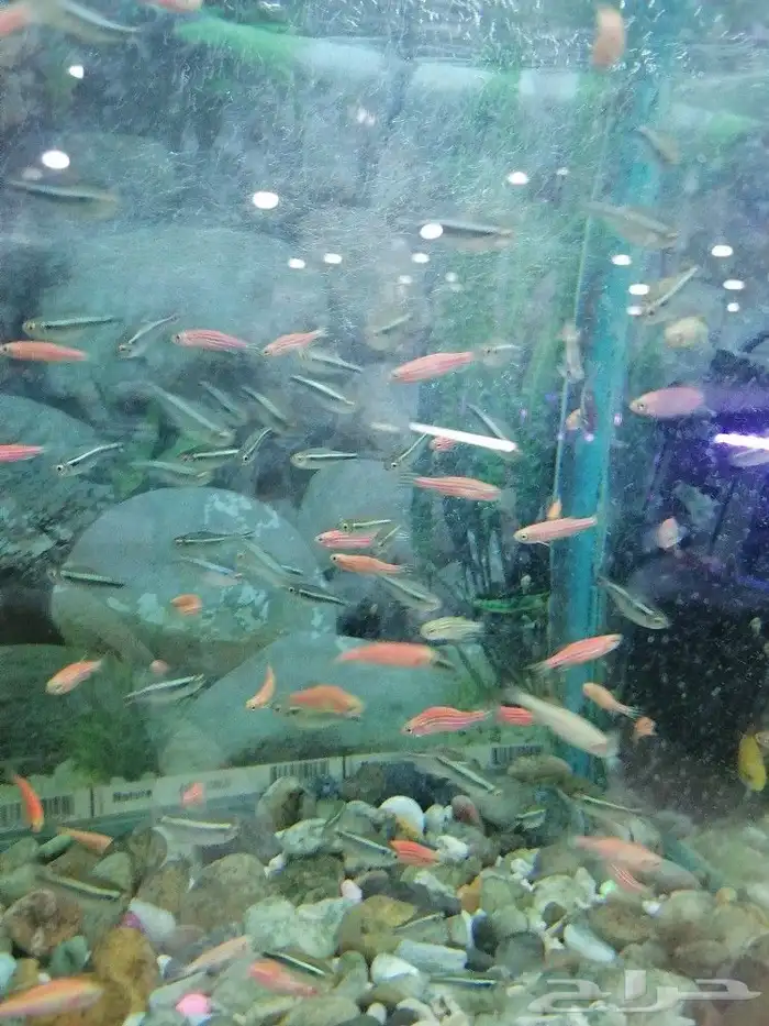 مستلزمات طيور وقطط واسماك 15