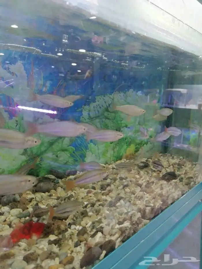 مستلزمات طيور وقطط واسماك 13