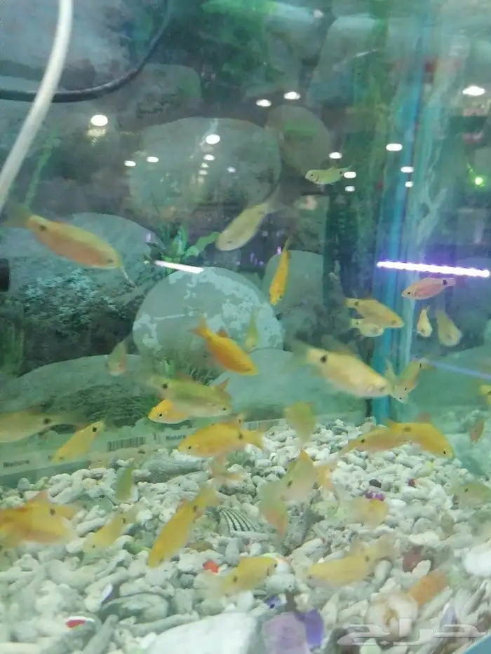 مستلزمات طيور وقطط واسماك 16