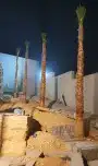 نخل واشنطونيا 7