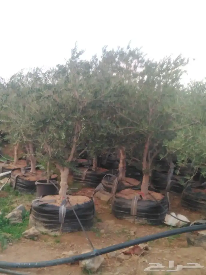 الرياض الرياض 10