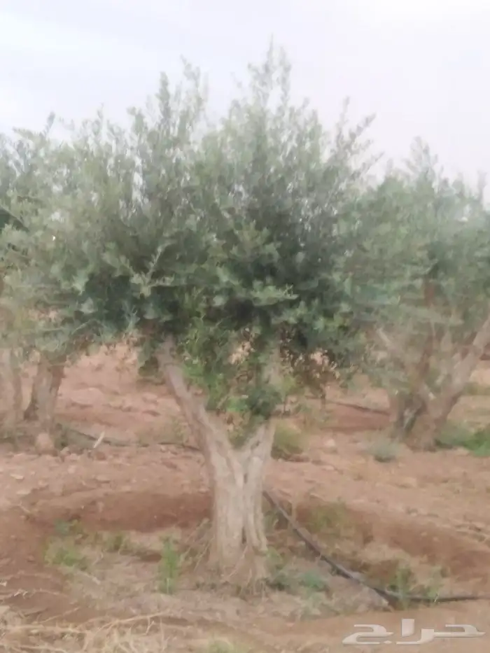 الرياض الرياض 1