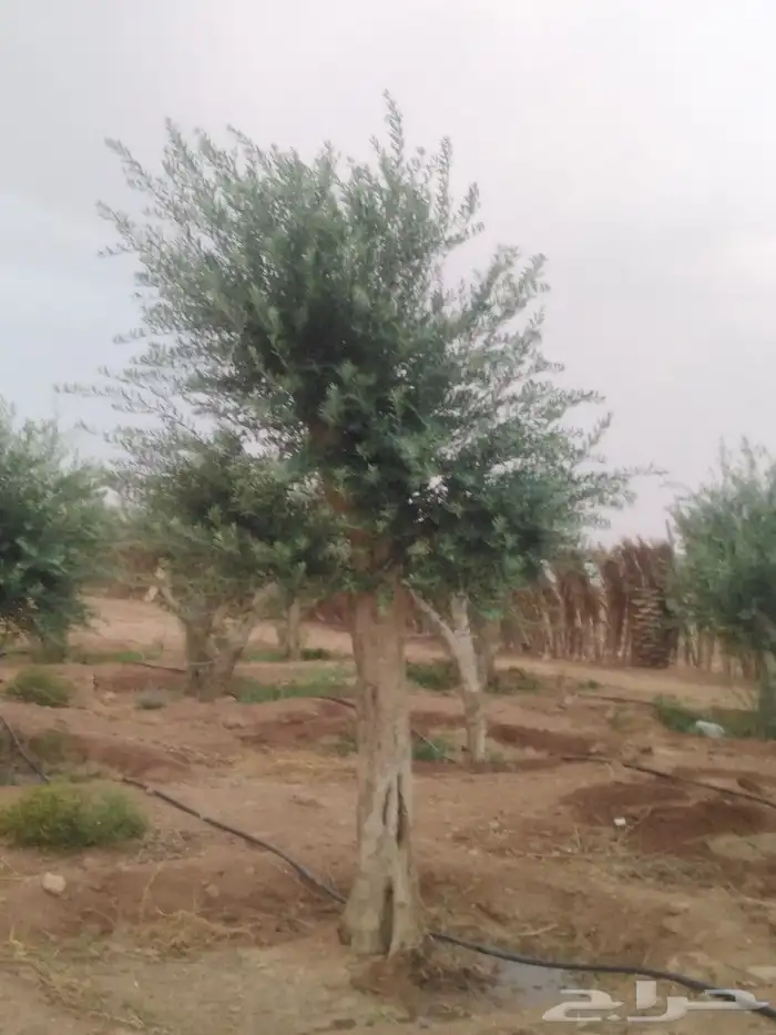 الرياض الرياض 3