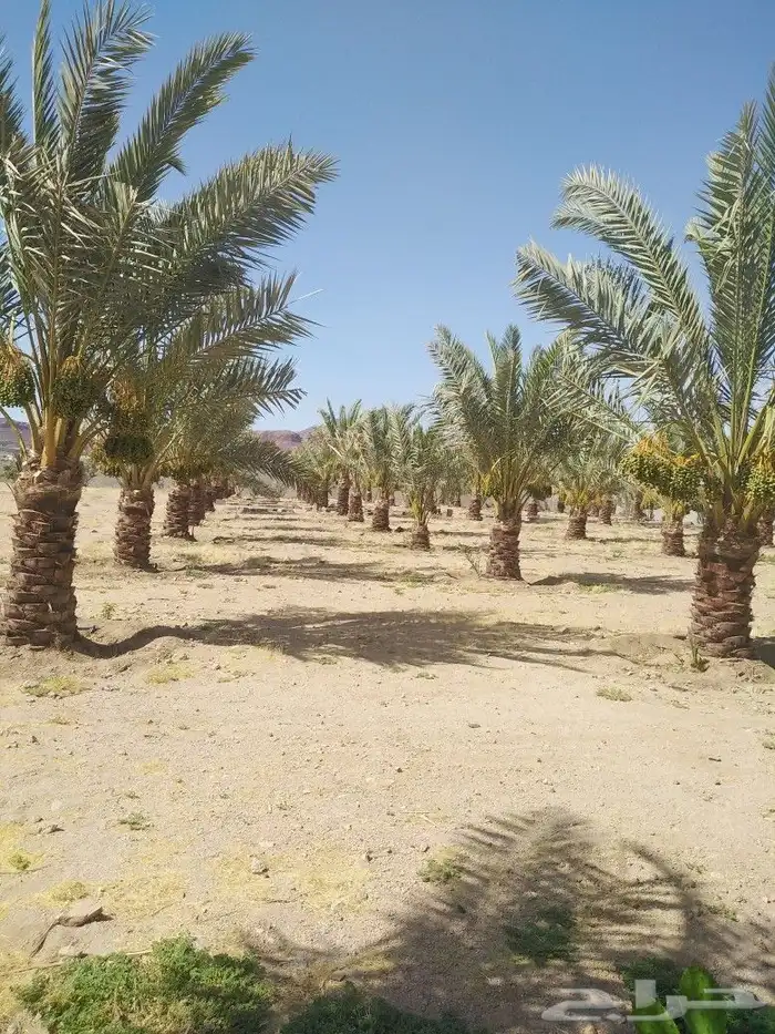 الرياض الرياض 34