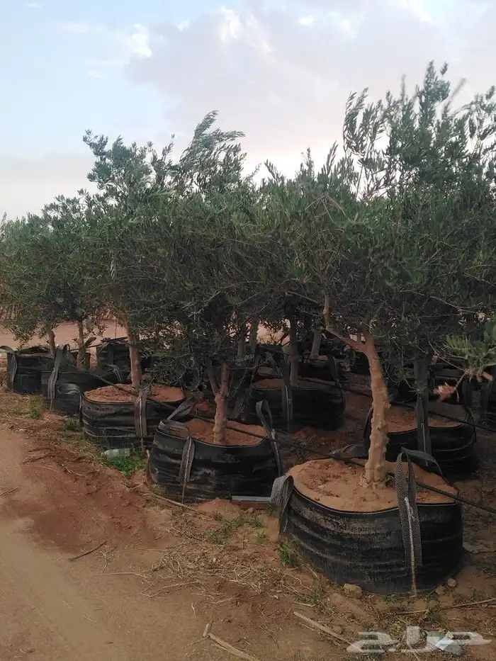 الرياض الرياض 9