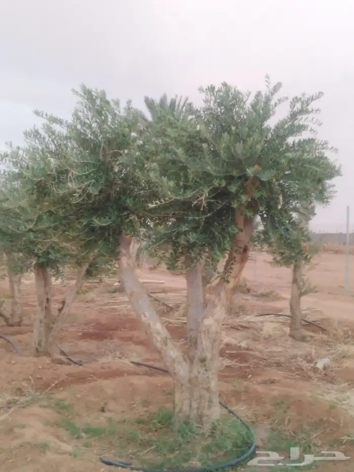 الرياض الرياض 2