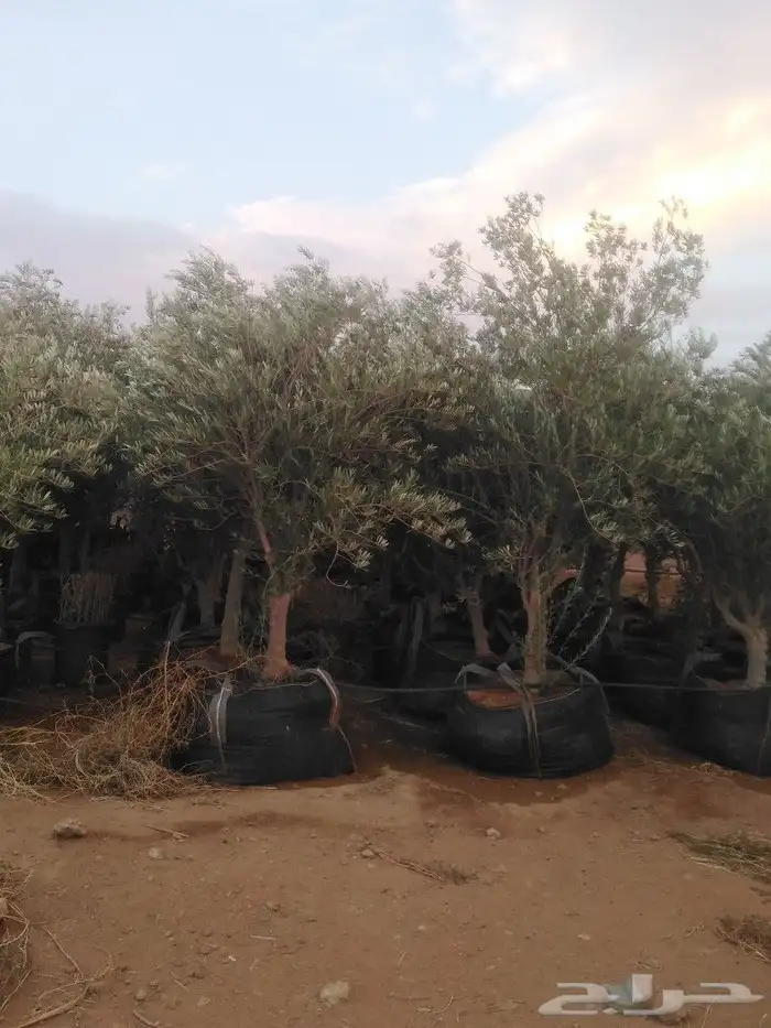 الرياض الرياض 5