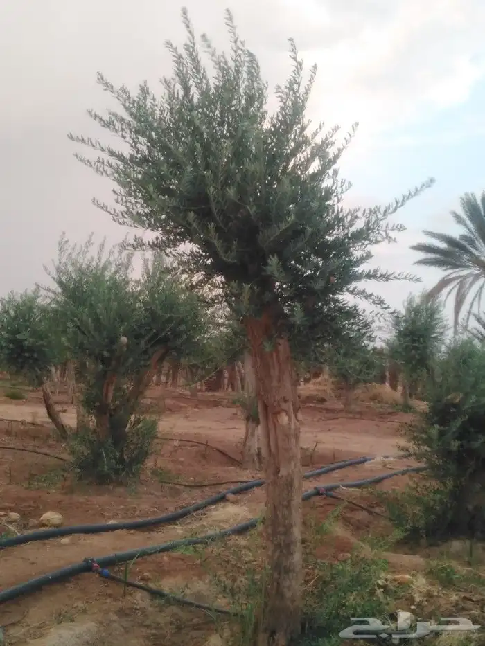 الرياض الرياض 11