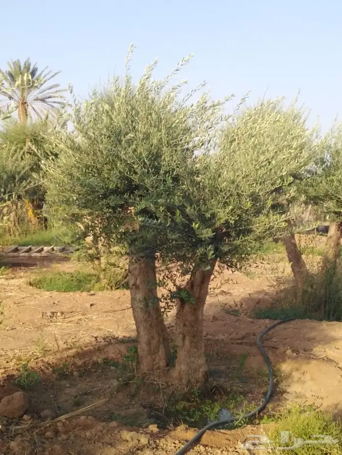 الرياض الرياض 16