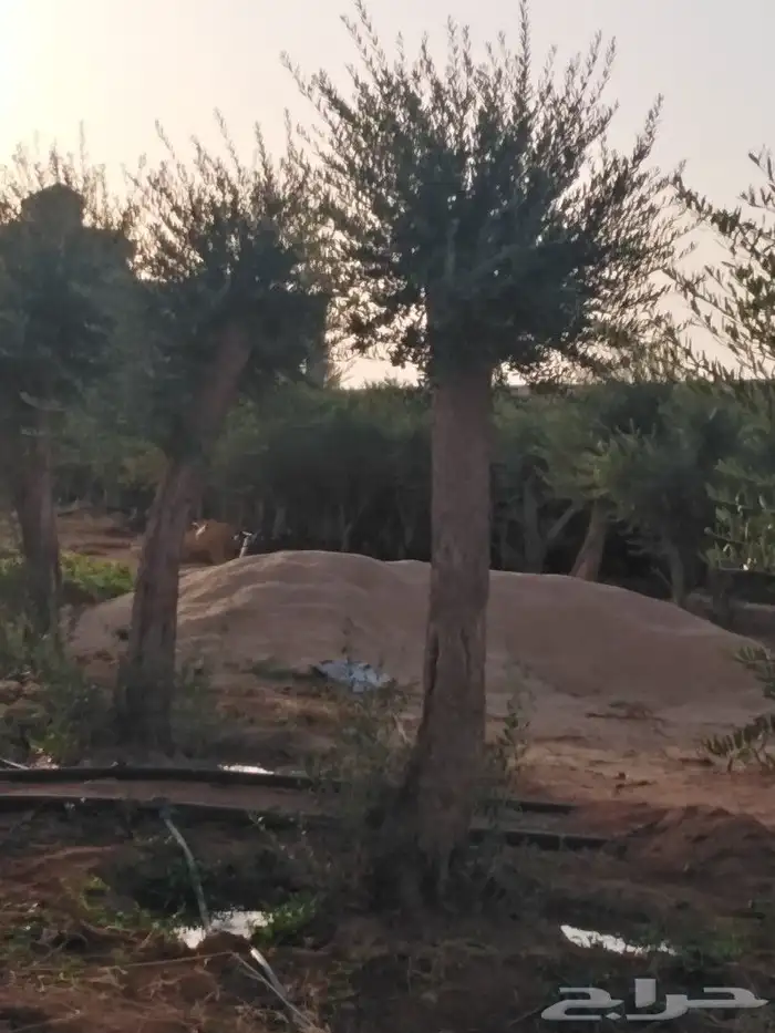 الرياض الرياض 13