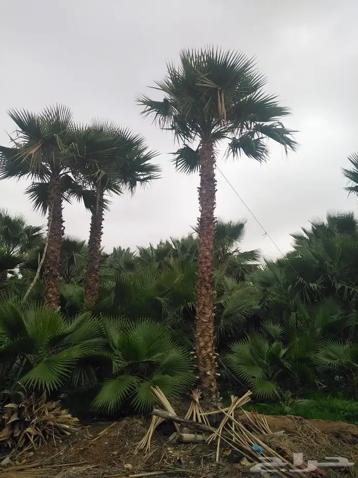 الرياض الرياض 29