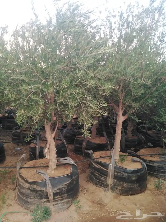 الرياض الرياض 8