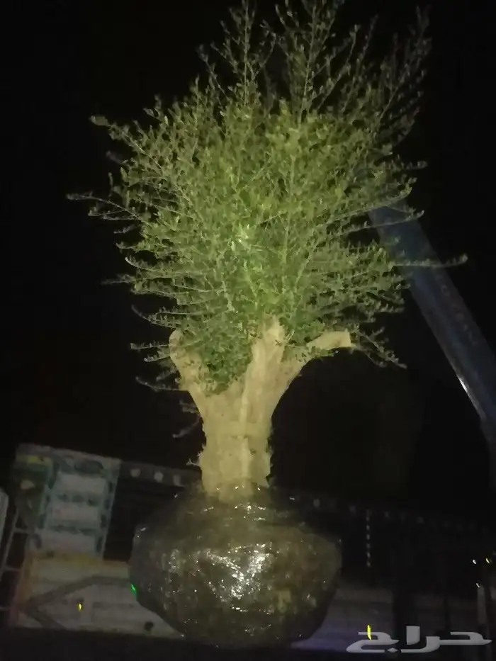 الرياض الرياض 0