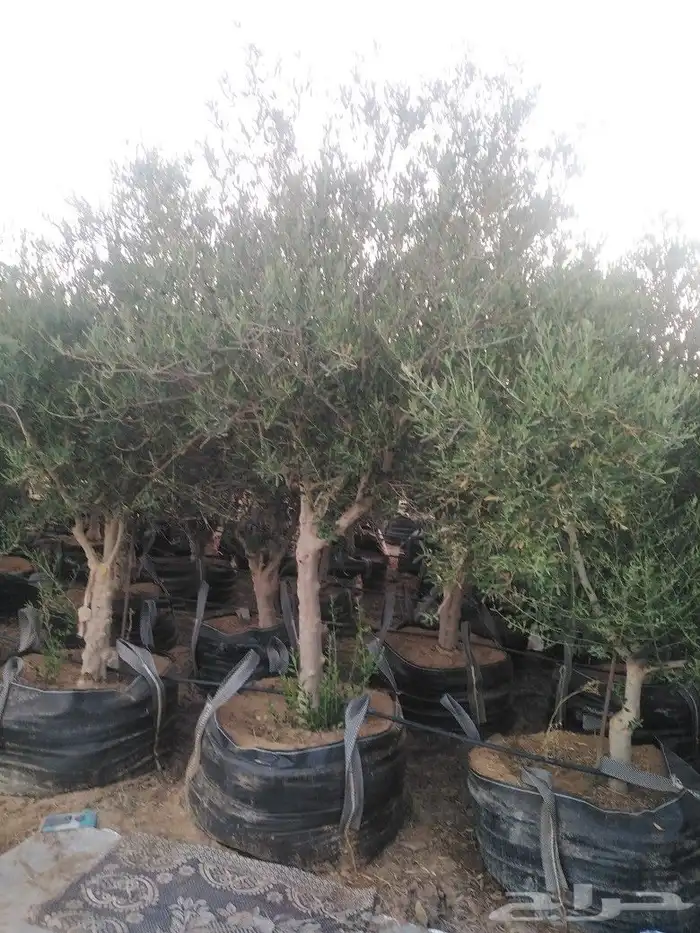 الرياض الرياض 21