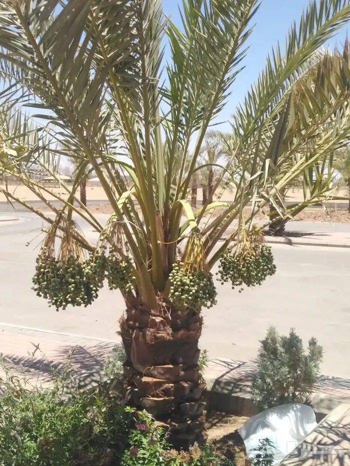 الرياض الرياض 27