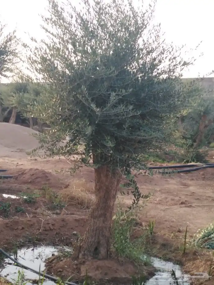 الرياض الرياض 14
