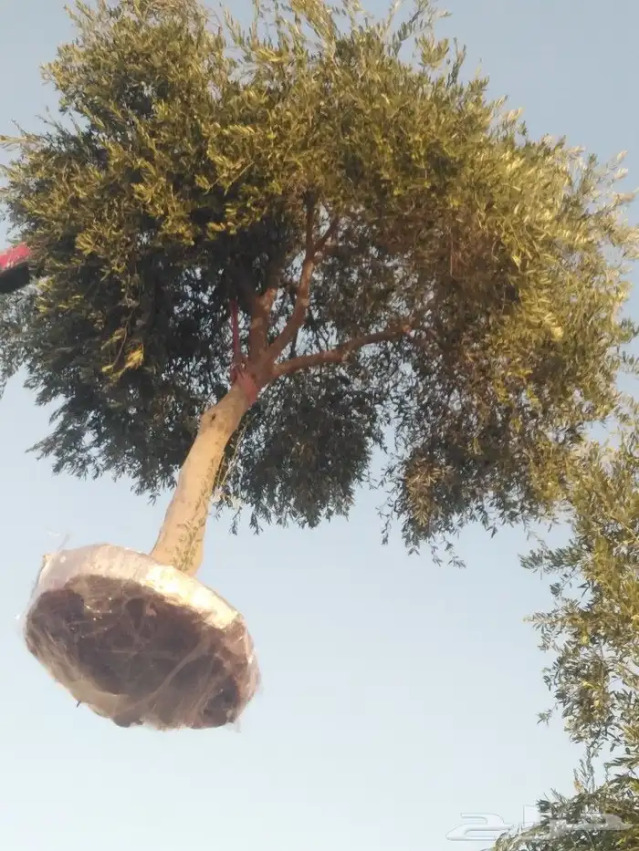 الرياض الرياض 20