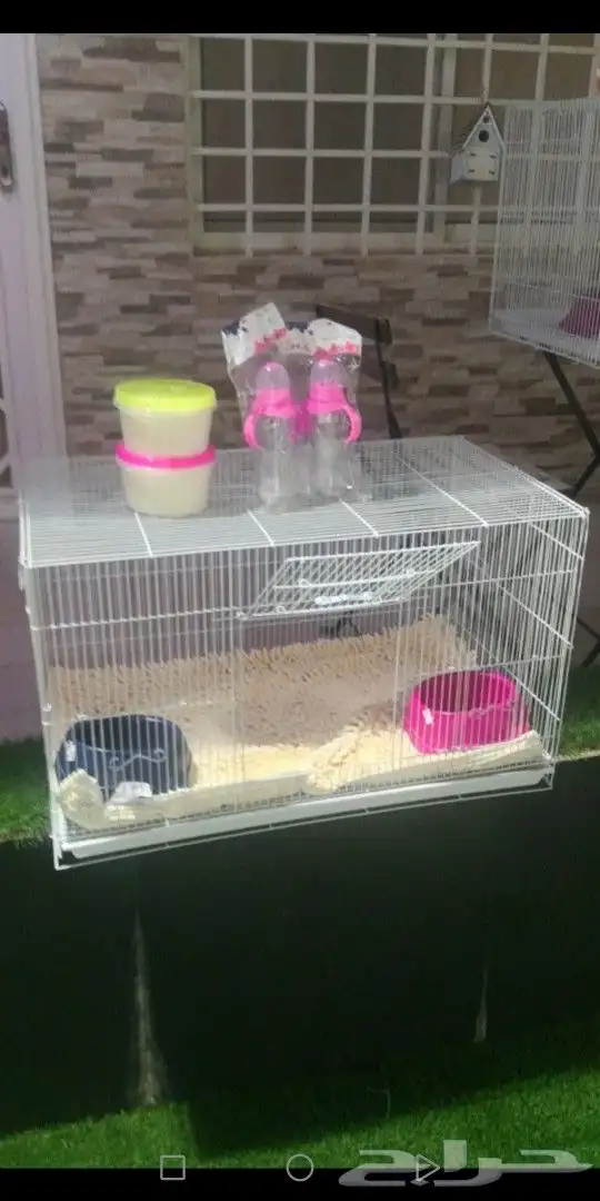 ماعز قزمي جوز عمر 9يام ذكر وانثي 1