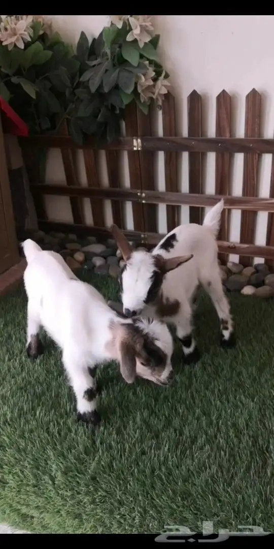 ماعز قزمي جوز عمر 9يام ذكر وانثي 4