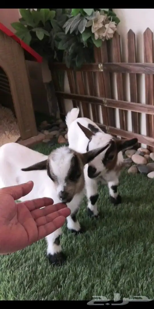 ماعز قزمي جوز عمر 9يام ذكر وانثي 0