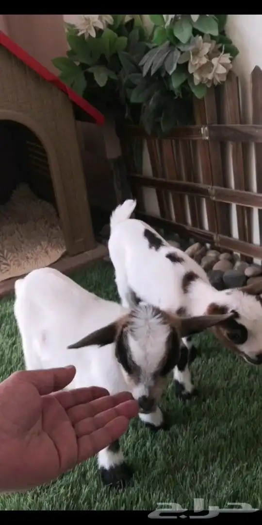 ماعز قزمي جوز عمر 9يام ذكر وانثي 2