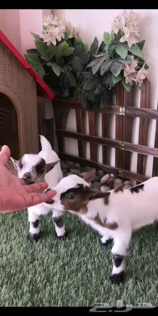 ماعز قزمي جوز عمر 9يام ذكر وانثي 3