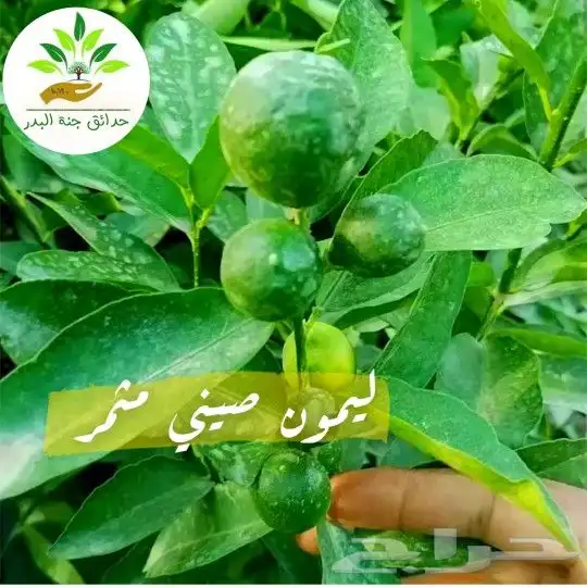شتلات مثمره فواكه وجميع انواع الحضيات 2