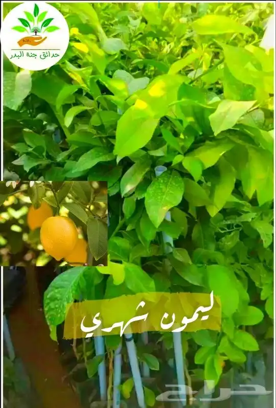 شتلات مثمره فواكه وجميع انواع الحضيات 3