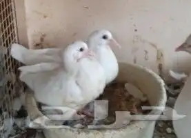 زغاليل فرنسي للبيع 5