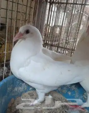زغاليل فرنسي للبيع 6