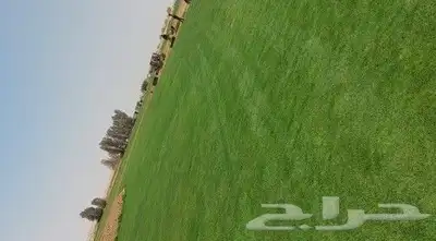 ثيل طبيعي c2000 4